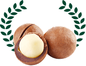 Press and snap macadamia nut