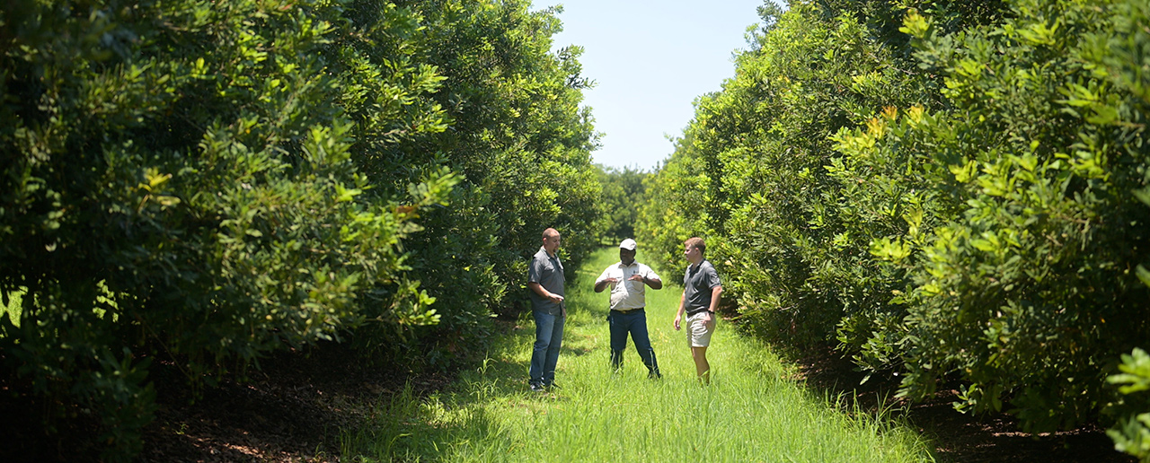 Golden Macadamias Farms