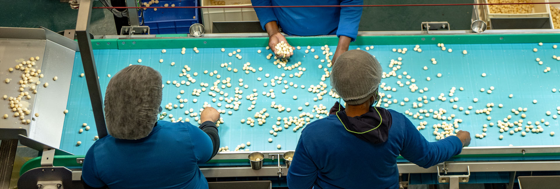 Workers sorting nuts on a conveyor