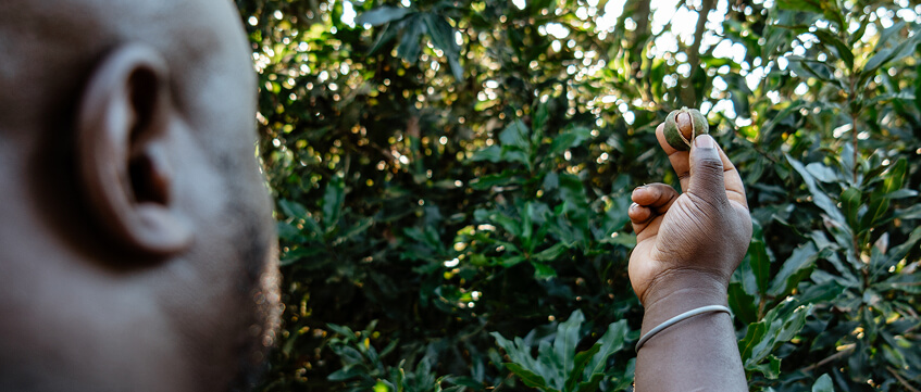 Farmer inspecting Macadamia